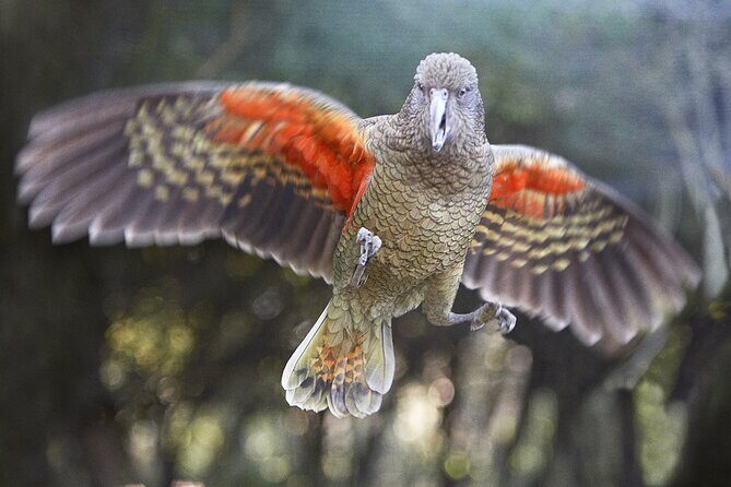 Willowbank Wildlife Reserve Day Entry - Kea, kaka, takahe, tuatara, and other NZ icons in one stop