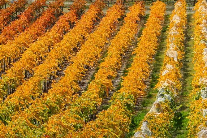 Wine Tour with Wine Tasting from Wanaka - The small-group setup (8 max) and why it changes the whole vibe