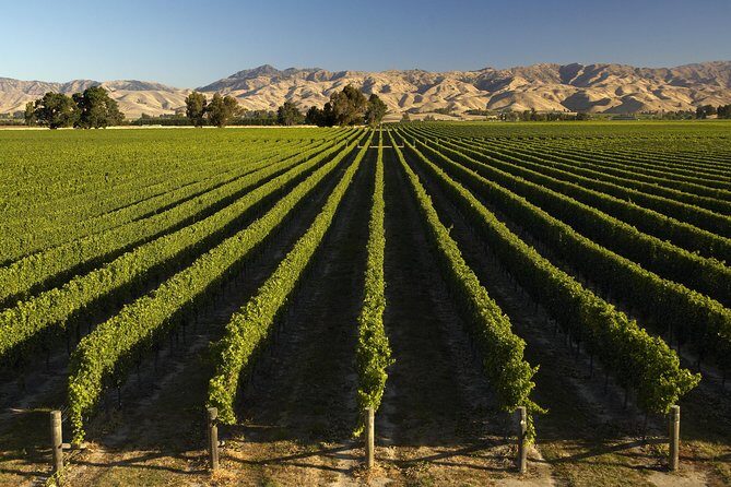 Wine trail and Christchurch City - Luxury, Small Group Tour - Should you book this tour?