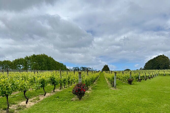 Wineries / Brewery - Stop 2: Kumeu River Wines for boutique tasting time