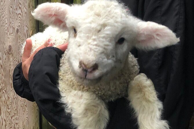 Wool Sheep Farm Experience with Handmade Wool Hat in New Zealand - Who should book this farm-and-wool experience