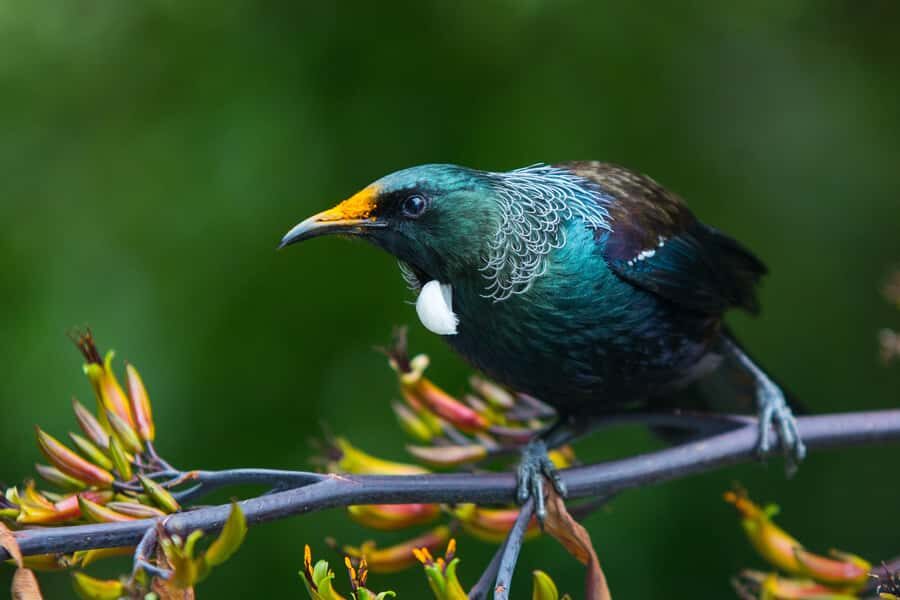 Zealandia by Day Tour - Why Zealandia Te Māra a Tāne is worth a daytime visit