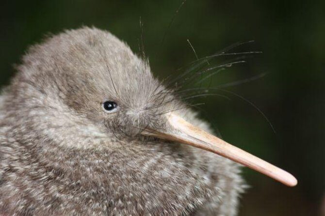 Zealandia Small Group Eco Wildlife Night Tour - Zealandia at night: why this tour hits differently than a daytime visit