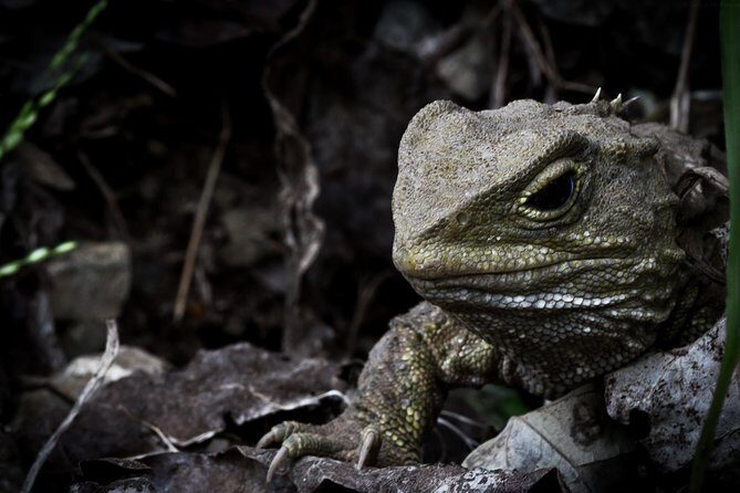 Zealandia Small Group Eco Wildlife Night Tour - What you can realistically spot after dark (and what kiwi odds feel like)