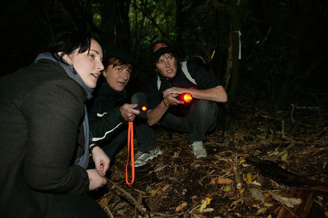 Zealandia Small Group Eco Wildlife Night Tour - Price and timing: what $74.47 buys you (and what to watch for)