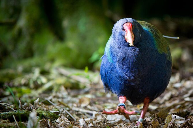 Zealandia - Twilight Guided Eco Wildlife Tour - Key highlights worth your attention